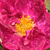 Rose - Rosiers gallica - Alain Blanchard